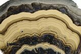 Polished Schalenblende Slice - Poland #228179-1